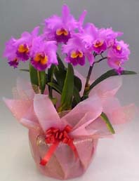 【送料無料】カトレア　ラベンダ－１０輪