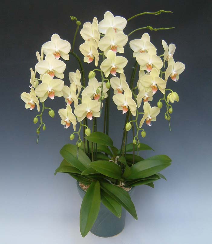 【送料無料】洋蘭の鉄人森田洋蘭園-胡蝶蘭(ミディ）黄色５Ｆ