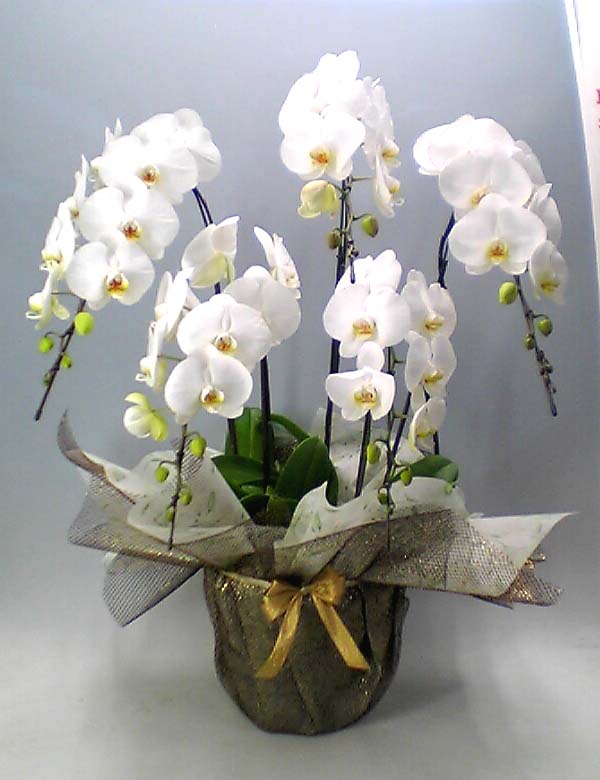 【送料無料】高級胡蝶蘭白　５本立　５５輪以上