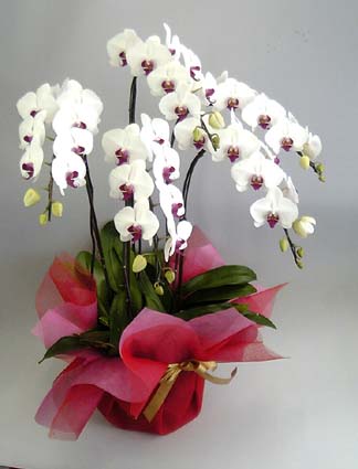 【送料無料】高級胡蝶蘭白赤　５本立　５５輪以上