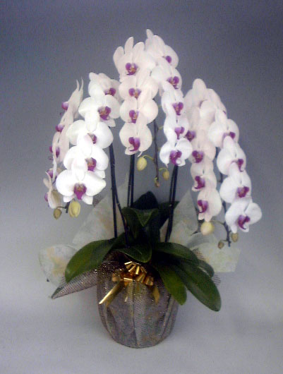 【送料無料】最高級胡蝶蘭大輪系白赤　３本立　４０輪以上