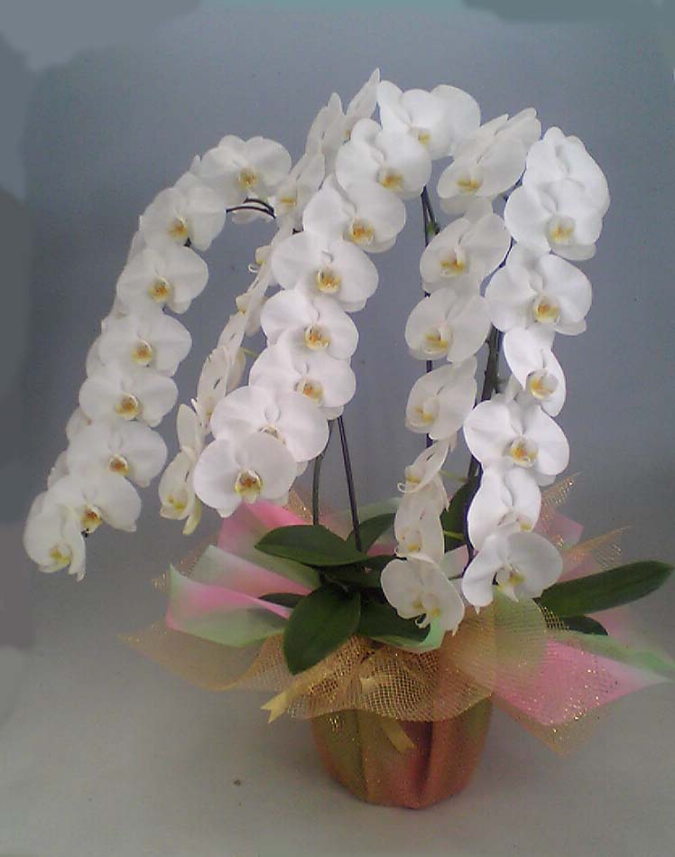 【送料無料】芸術領域胡蝶蘭　白　３本立ち　５０輪以上