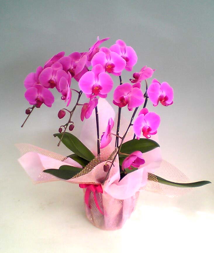 売れ筋　Ｎｏ．１　商品【送料無料】胡蝶蘭大輪系ピンク　３本立２２輪以上