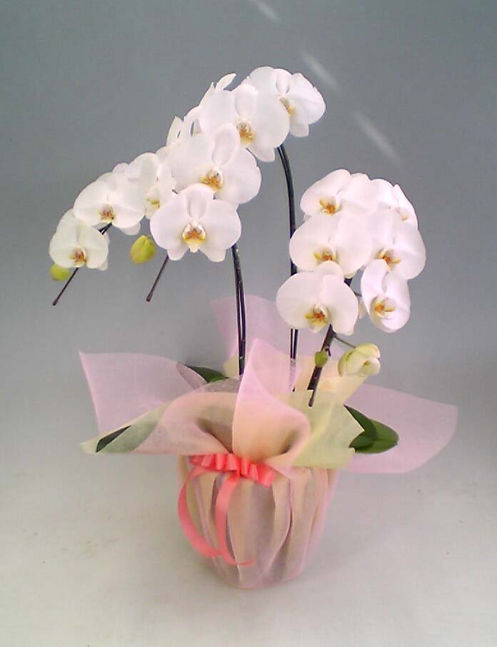 売れ筋　Ｎｏ．１　商品【送料無料】胡蝶蘭大輪系白　３本立　２２輪以上