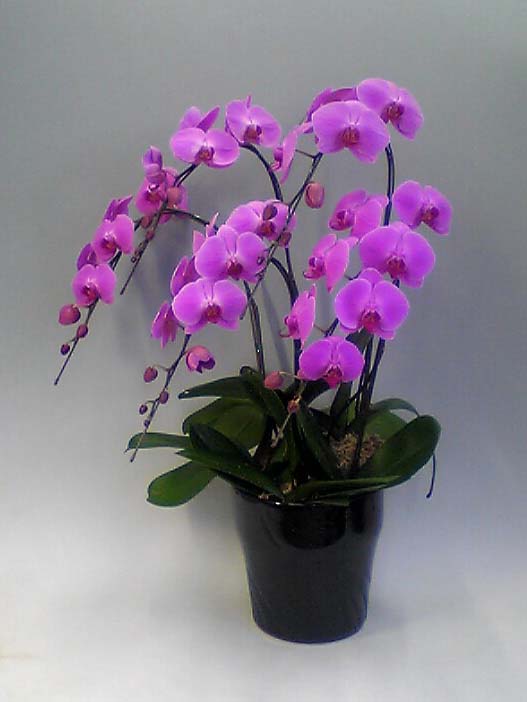 【送料無料】高級胡蝶蘭ピンク　5本立　4７輪以上