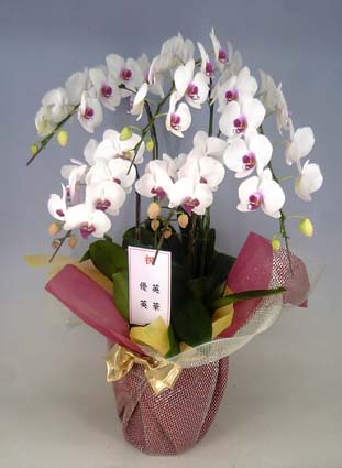 【送料無料】高級胡蝶蘭白赤　5本立　4７輪以上