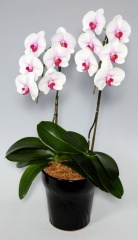 胡蝶蘭　白赤リップ大輪　２本立ち　１０輪以上（つぼみ込み）＊送料無料