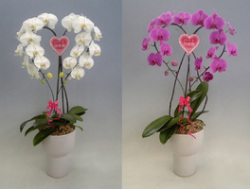 【送料無料】スズキラン園ーハート胡蝶蘭　大輪タイプ　白とピンク　御祝紅白セット