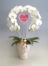 【送料無料】スズキラン園ーハート胡蝶蘭　大輪タイプ　白　ブライダル仕様