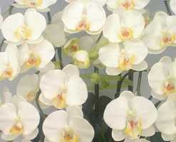 ♪本物そっくり　送料無料♪【光触媒】胡蝶蘭　大輪　白　２0本立ち
