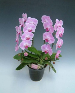 【送料無料】洋蘭の鉄人森田洋蘭園-胡蝶蘭(大輪）ピンク　2本立ち２０リン