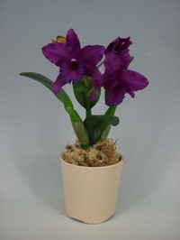 ♪送料無料♪【光触媒】ミディカトレア　濃紫　１本立ち