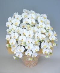 ♪本物そっくり　送料無料♪【光触媒】胡蝶蘭　大輪　白　10本立ち