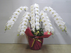 【送料無料】最高級　胡蝶蘭　白　５本立ち　８０輪以上