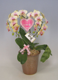 【送料無料】スズキラン園ーハート胡蝶蘭　ミディタイプ　黄オレンジ　葉月（在庫なし）