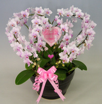 【送料無料】スズキラン園ー　ハート胡蝶蘭　ミディタイプ　さくらこ　ダブルハート