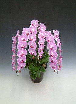 【送料無料】洋蘭の鉄人森田洋蘭園-胡蝶蘭(大輪）ピンク　3本立ち30リン