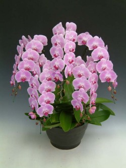 【送料無料】洋蘭の鉄人森田洋蘭園-胡蝶蘭(大輪）ピンク　5本立50リン前後