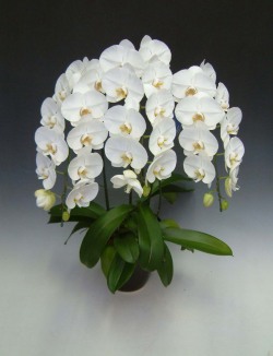 【送料無料】洋蘭の鉄人森田洋蘭園-胡蝶蘭(大輪）白　3本立ち30リン