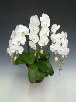 【送料無料】洋蘭の鉄人森田洋蘭園-胡蝶蘭(大輪）白　3本立ち24リン