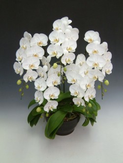 【送料無料】洋蘭の鉄人森田洋蘭園-胡蝶蘭(大輪）白　5本立45リン前後