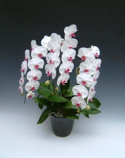 【送料無料】洋蘭の鉄人森田洋蘭園-胡蝶蘭(大輪）赤リップ　3本立ち30リン