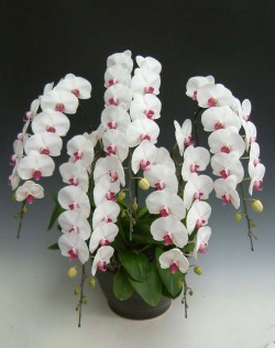 【送料無料】洋蘭の鉄人森田洋蘭園-胡蝶蘭(大輪）赤リップ　5本立50リン前後