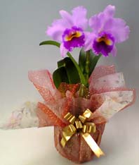 【送料無料】カトレア ラベンダー２輪