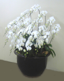 【送料無料】特注最高級胡蝶蘭白　20本立　20０輪以上