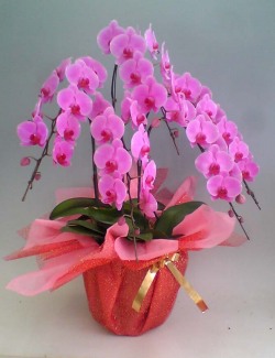 【送料無料】高級胡蝶蘭ピンク　５本立　５５輪以上