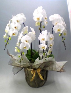【送料無料】高級胡蝶蘭白　５本立　５５輪以上