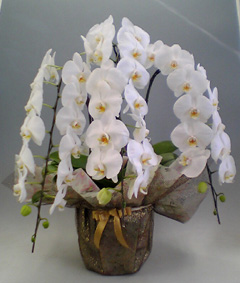 【送料無料】最高級胡蝶蘭大輪系白　３本立　４０輪以上