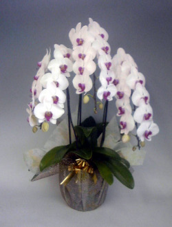 【送料無料】最高級胡蝶蘭大輪系白赤　３本立　４０輪以上