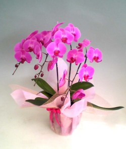 売れ筋　Ｎｏ．１　商品【送料無料】胡蝶蘭大輪系ピンク　３本立２２輪以上