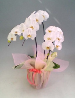 売れ筋　Ｎｏ．１　商品【送料無料】胡蝶蘭大輪系白　３本立　２２輪以上