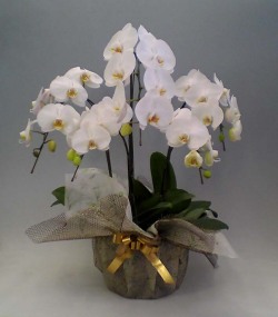 【送料無料】高級胡蝶蘭白　５本立　３７輪以上