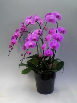 【送料無料】高級胡蝶蘭ピンク　5本立　4７輪以上