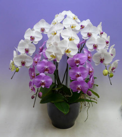【送料無料】特価胡蝶蘭 産地直送　大輪　3色寄せ　5本立ち　47輪