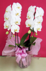 【送料無料】大沢洋蘭園ーコチョウラン　白　2本立