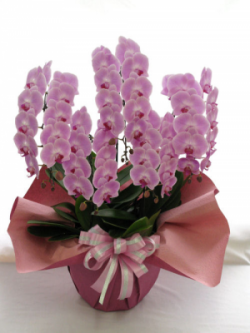 【送料無料】大沢洋蘭園ー胡蝶蘭大輪系　ピンク　5本立　特選品