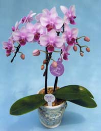 【ケース・送料・税込み】ミディ胡蝶蘭フロリアード２００２金賞・東京ドーム世界蘭展受賞ーランラン２本立