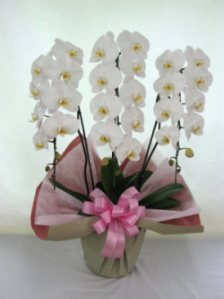 【送料無料】大沢洋蘭園ー胡蝶蘭大輪系　白　3本立　３３輪