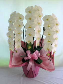 売れ筋Ｎｏ．１【送料無料】大沢洋蘭園ー胡蝶蘭大輪系　白　3本立　４０輪