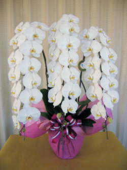 【送料無料】大沢洋蘭園ー大輪系胡蝶蘭　白　3本立　３６輪