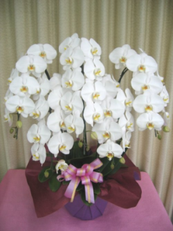 【送料無料】大沢洋蘭園ー胡蝶蘭大輪系　白赤　5本立　特選品