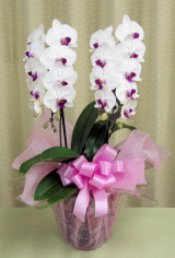 【送料無料】大沢洋蘭園ーコチョウラン　白赤　2本立