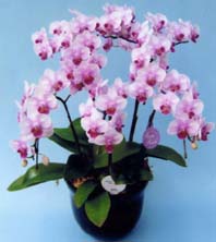 【ケース・送料・税込み】ミディ胡蝶蘭フロリアード２００２金賞・東京ドーム世界蘭展受賞ーランラン５本立