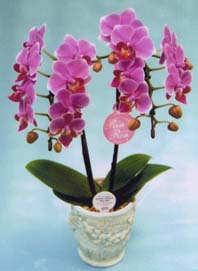 【ケース・送料・税込み】ミディ胡蝶蘭フロリアード２００２金賞受賞・東京ドーム世界蘭展トロフィー賞受賞ーリンリン２本立