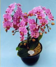 【ケース・送料・税込み】ミディ胡蝶蘭フロリアード２００２金賞・東京ドーム世界蘭展受賞ーリンリン３本立