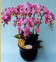 【ケース・送料・税込み】ミディ胡蝶蘭フロリアード２００２金賞・東京ドーム世界蘭展受賞ーリンリン５本立